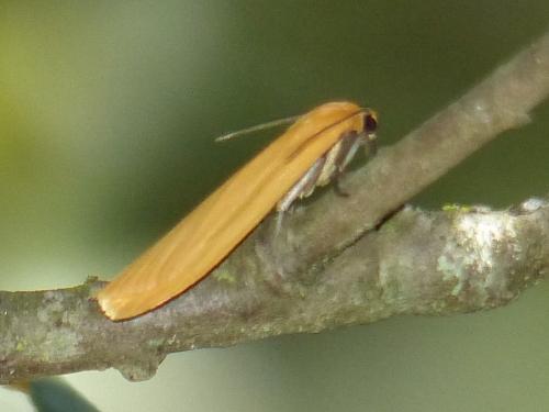 Réf. 180 976 : Eilema sororcula